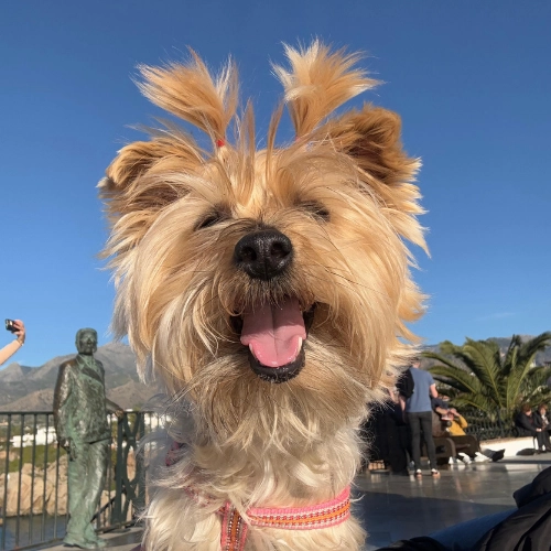 Dona, la mascota de Marta Gómez